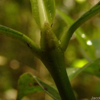 Psychotria nigra var. nigra